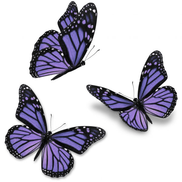 depositphotos_64978209-stock-photo-purple-butterfly.jpg